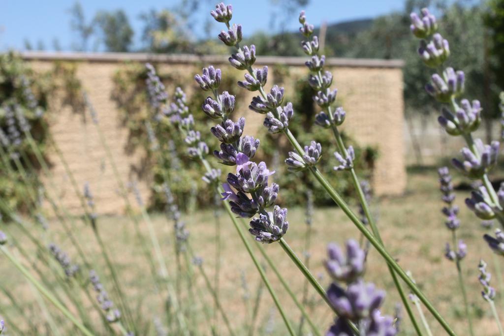 Il Piratello - Agriturismo Baldeschi Tuoro sul Trasimeno Exterior foto